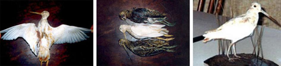 Trois vues de la bécassine de R. Delrieu, entre deux oiseaux normaux ; à droite, telle qu'elle est désormais naturalisée (elle a perdu le jaune vif du bec et des pattes).