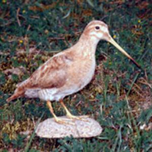 BECASSINE ISABELLE