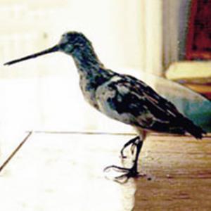 Voici la bécassine capturée en Tunisie par Hamedi Khaled. On voit bien que les grandes rémiges sont blanches, et que le reste du plumage est tacheté avec par endroit des taches blanches.