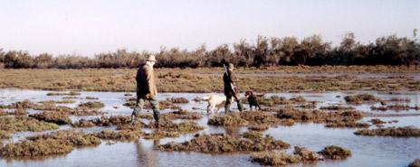 CAMARGUE