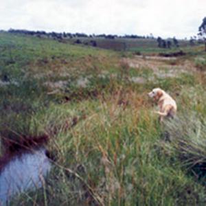 LABRADOR