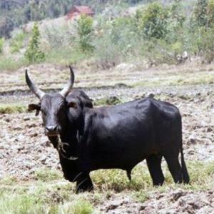 ZEBU