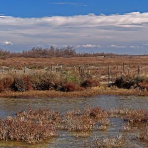 MARAIS EN CAMARGUE
