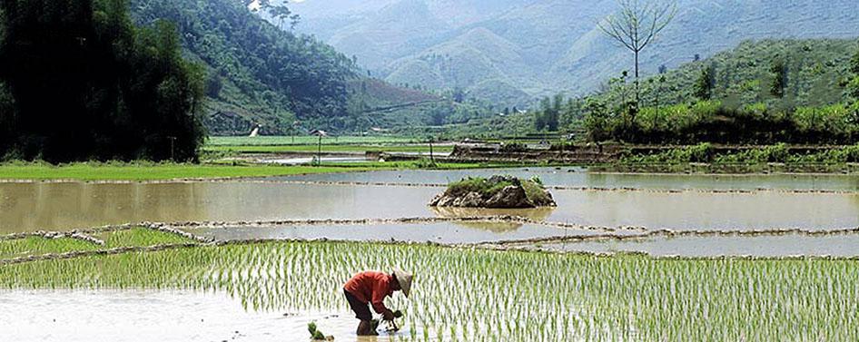 AGRICULTURE AU VIETNAM