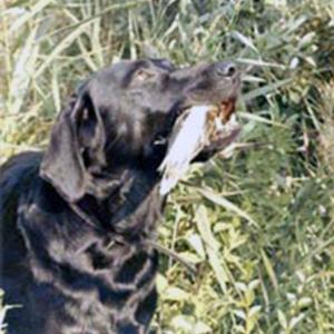 LABRADOR QUI APPORTE