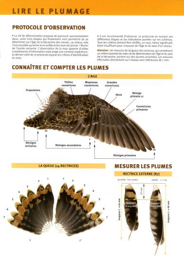 Lire le plumage - Page 3